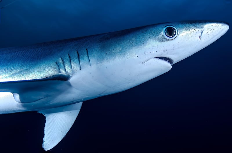 Fins