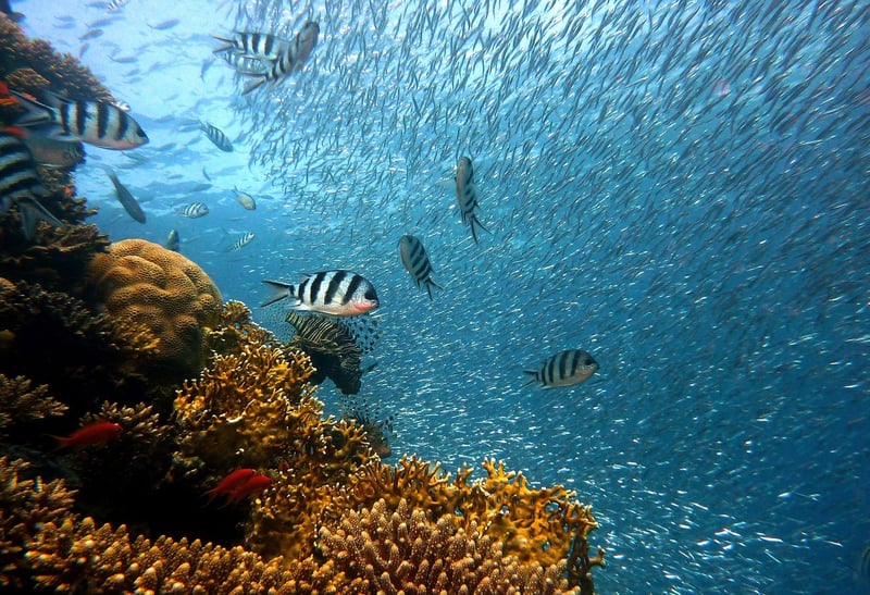 Snorkel